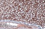 CD36 Antibody in Immunohistochemistry (Paraffin) (IHC (P))