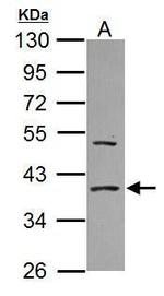 EIF2S1 Antibody in Western Blot (WB)