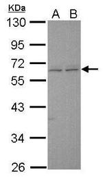 ERG Antibody in Western Blot (WB)