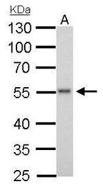 ERG Antibody in Western Blot (WB)