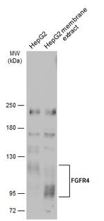 FGFR4 Antibody in Western Blot (WB)