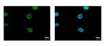 FLI1 Antibody in Immunocytochemistry (ICC/IF)