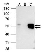 FLI1 Antibody in Immunoprecipitation (IP)