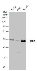 FLI1 Antibody in Western Blot (WB)