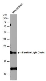 Ferritin Light Chain Antibody in Western Blot (WB)