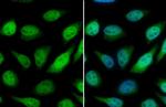 GSTP1 Antibody in Immunocytochemistry (ICC/IF)