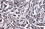 GSTP1 Antibody in Immunohistochemistry (Paraffin) (IHC (P))