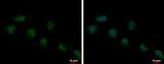 HMGB1 Antibody in Immunocytochemistry (ICC/IF)