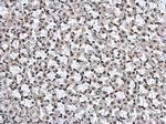 HMGB1 Antibody in Immunohistochemistry (Paraffin) (IHC (P))