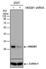 HMGB1 Antibody