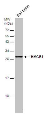 HMGB1 Antibody in Western Blot (WB)