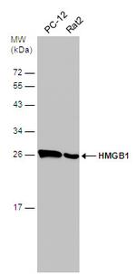 HMGB1 Antibody in Western Blot (WB)