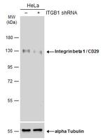 ITGB1 Antibody