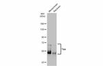 Tau Antibody in Western Blot (WB)