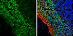 Tau Antibody in Immunohistochemistry (Frozen) (IHC (F))