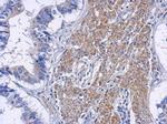 RIP2 Antibody in Immunohistochemistry (Paraffin) (IHC (P))