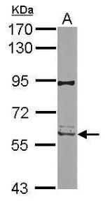 RIP2 Antibody in Western Blot (WB)