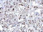 ERK2 Antibody in Immunohistochemistry (Paraffin) (IHC (P))