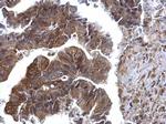 ERK2 Antibody in Immunohistochemistry (Paraffin) (IHC (P))