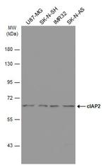 cIAP2 Antibody in Western Blot (WB)