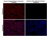 Arginase 1 Antibody in Immunohistochemistry (Paraffin) (IHC (P))