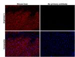 Arginase 1 Antibody in Immunohistochemistry (Paraffin) (IHC (P))