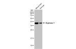 Arginase 1 Antibody in Western Blot (WB)