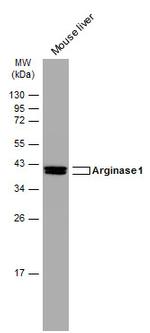 Arginase 1 Antibody in Western Blot (WB)