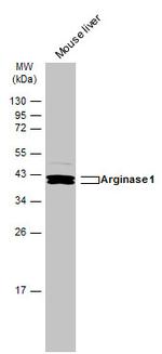 Arginase 1 Antibody in Western Blot (WB)