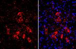 ChAT Antibody in Immunohistochemistry (Frozen) (IHC (F))