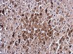 Ceruloplasmin Antibody in Immunohistochemistry (Paraffin) (IHC (P))