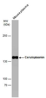 Ceruloplasmin Antibody in Western Blot (WB)