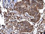 Dynamin 2 Antibody in Immunohistochemistry (Paraffin) (IHC (P))