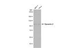 Dynamin 2 Antibody in Western Blot (WB)