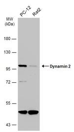 Dynamin 2 Antibody in Western Blot (WB)