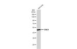 ENO1 Antibody in Western Blot (WB)