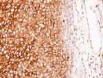 G6PD Antibody in Immunohistochemistry (Paraffin) (IHC (P))