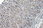 GATA4 Antibody in Immunohistochemistry (Paraffin) (IHC (P))