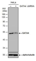 GATA4 Antibody