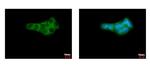 GPI Antibody in Immunocytochemistry (ICC/IF)