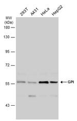 GPI Antibody in Western Blot (WB)