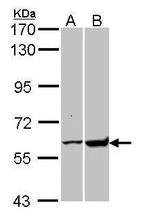 GPI Antibody in Western Blot (WB)