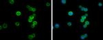 ITK Antibody in Immunocytochemistry (ICC/IF)