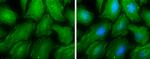 MYH9 Antibody in Immunocytochemistry (ICC/IF)