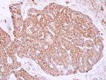 MYH9 Antibody in Immunohistochemistry (Paraffin) (IHC (P))