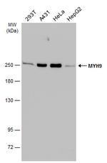 MYH9 Antibody in Western Blot (WB)