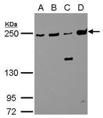 MYH9 Antibody in Western Blot (WB)