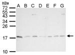 PIN1 Antibody in Western Blot (WB)