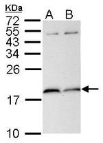 PIN1 Antibody in Western Blot (WB)