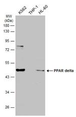 PPAR delta Antibody in Western Blot (WB)